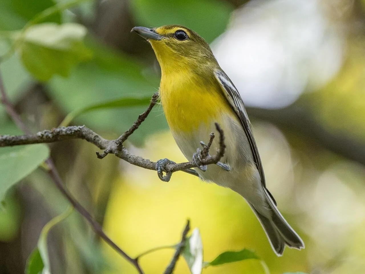 Wood Thrush Notes: Yellow-throated Vireo — The Wood Thrush Shop